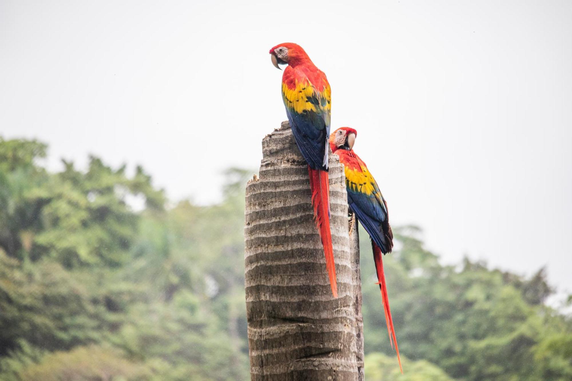 Boutique Hotel Las Cascadas Manuel Antonio Oda fotoğraf